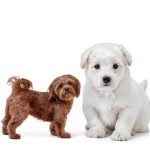 Paw Some Canine Chronicles eBook 13‑Page Read-0