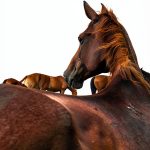 Equine Medicine Kindle Store Book by Amazon-0