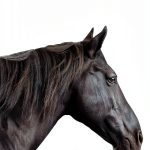 Equine Medicine Kindle Book Trafalgar Square 250pg-0