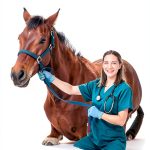 Veterinary Bovine Medicine eBook Elsevier 11th-0