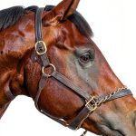 Equine Medicine Kindle Store Book English Edition-0